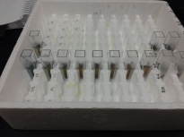 enzyme catalytic assay